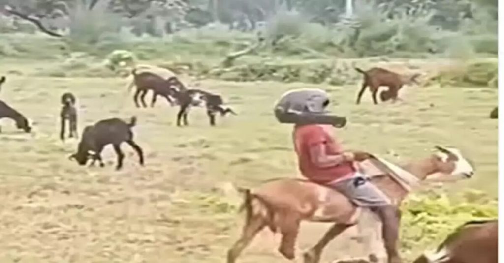 viral-video-goat-riding-funny-video-bakri